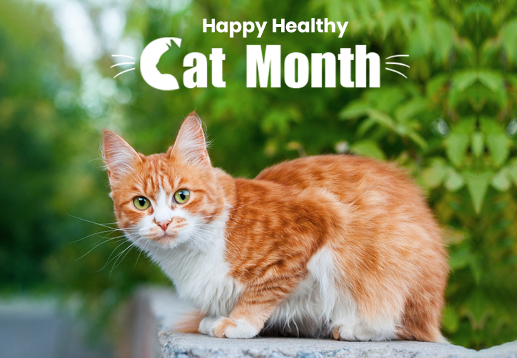 Celebrate National Happy, Healthy Cat Month